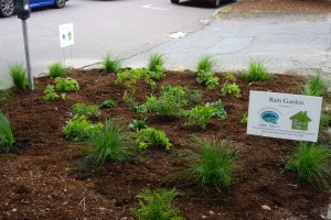 Green Life Rain Garden