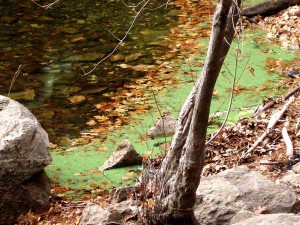 Blue Green Algae, algae in lakes, fresh water algae