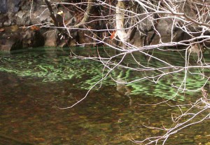 Blue Green Algae, algae in lakes, fresh water algae