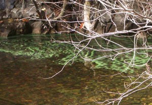 Blue Green Algae at Niquette