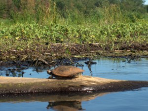 Turtle on Delta Island