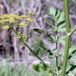 poison parsnip by Kristine Schaefer