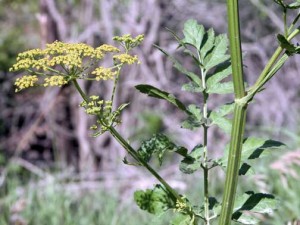 poison parsnip by Kristine Schaefer