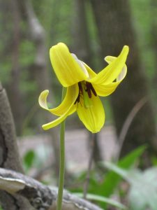 Trout lily closeup