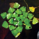 Water Chestnut by Mike Naylor