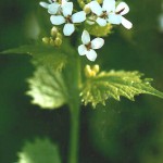 garlic mustard