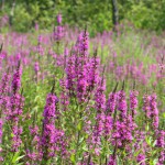 Purple Loosestrife by Liz West