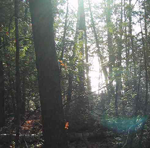 Algonquin Ridge Natural Area sunspot C Boget Nov 7 2003-REDUCED