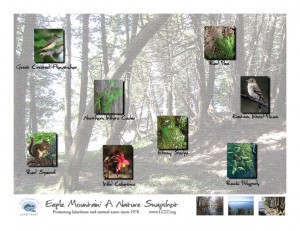 Eagle Mountain Nature Snapshot