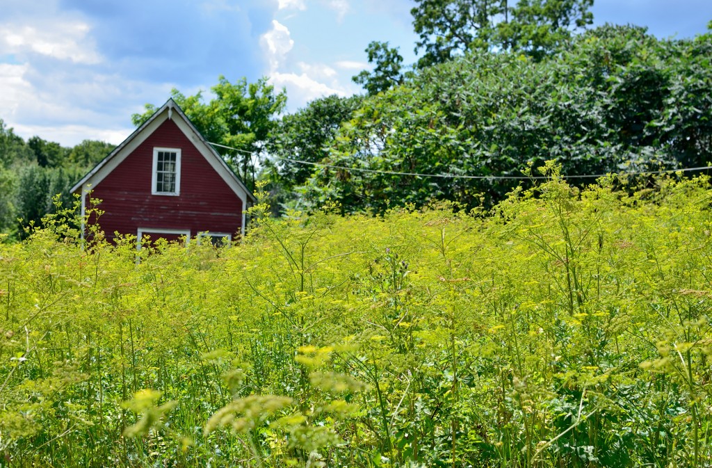 Field of parsnip in front of red granery building