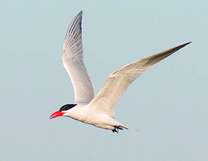 Lake Champlain, birds