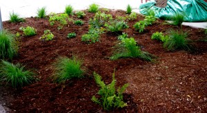 Green Life Rain Garden