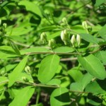 Honeysuckle