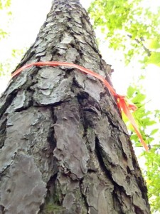 tagged pitch pine, sandplain forest