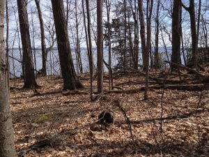 Big-Bluff-Point-leaf-off-visit-looking-E-from-middle-with-VHCB-&-Glenn-Stout-Apr-15-2013-Photo-by-Chris-Boget-(20)