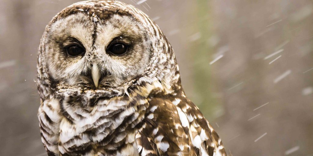 Large Barred Owl close up in snow