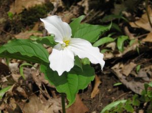 White Trillium at Eagle Moutain