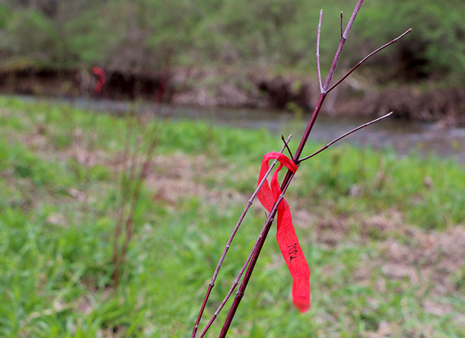 Artsy red flagging on dogwood river blurred background