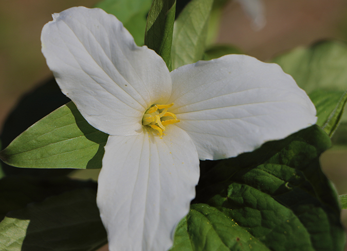 White trillium along river