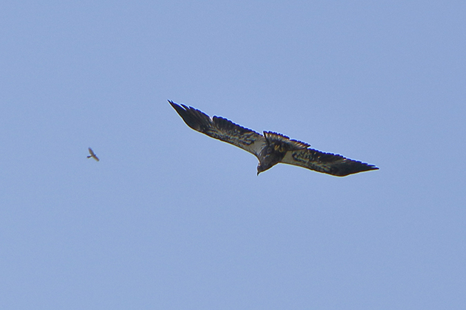 Immature Eagles in Flight over Snake Den Harbor