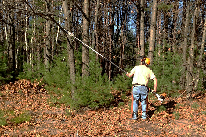 Long saw cutting tree limb 2