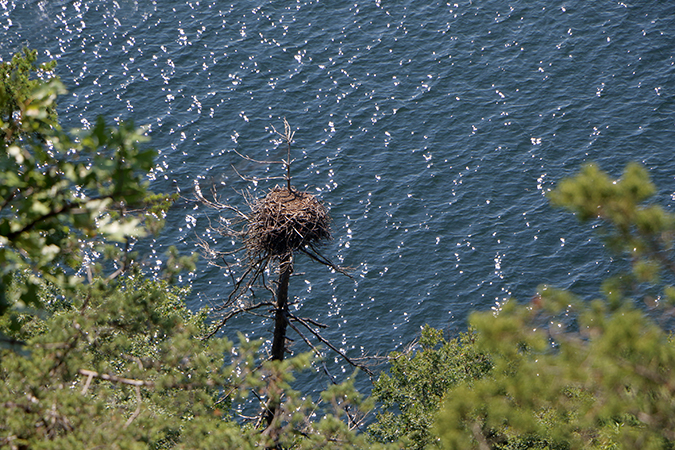 Split Rock Bald Eagle Nest
