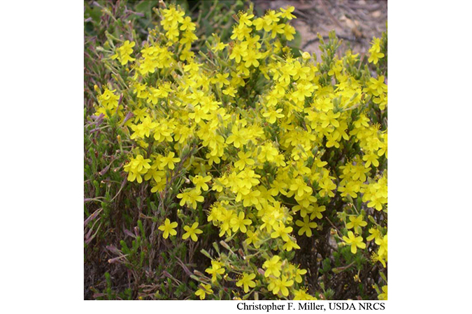 Yellow flowers from NRCS