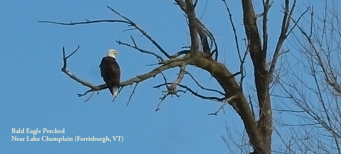 Bald Eagle