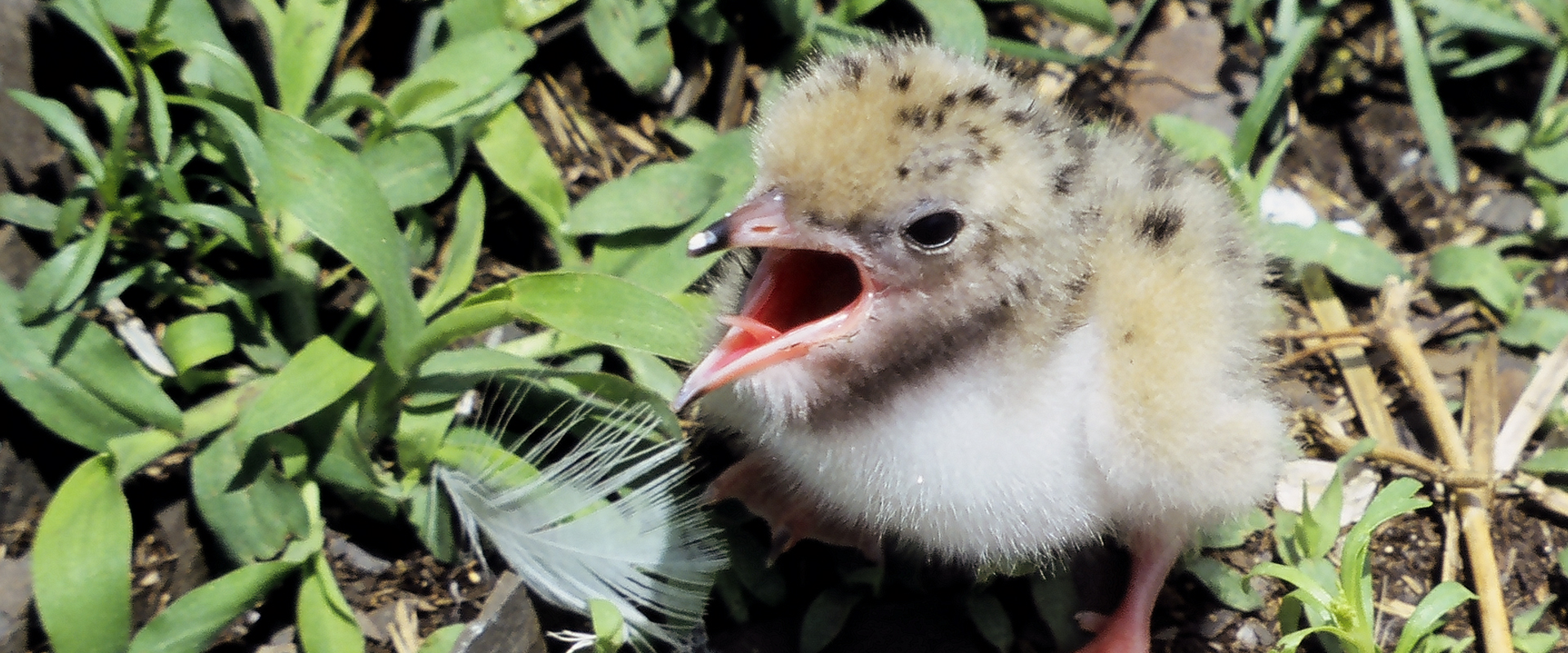 Common Tern Chick Homepage Slider – 2000 x 800 pix Template