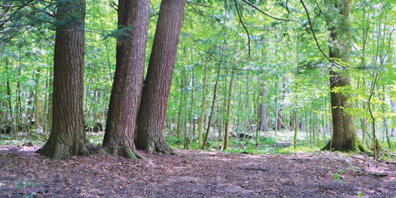 Lake Champlain Free Hikes